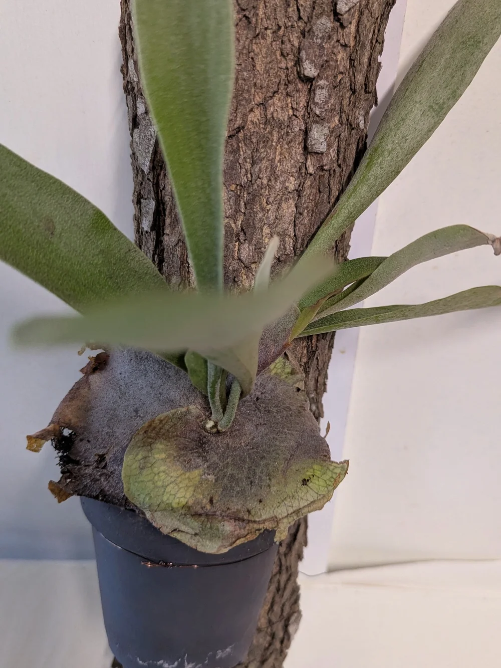 Green Mounted Staghorn Fern Plant On Natural Bark Accessory
